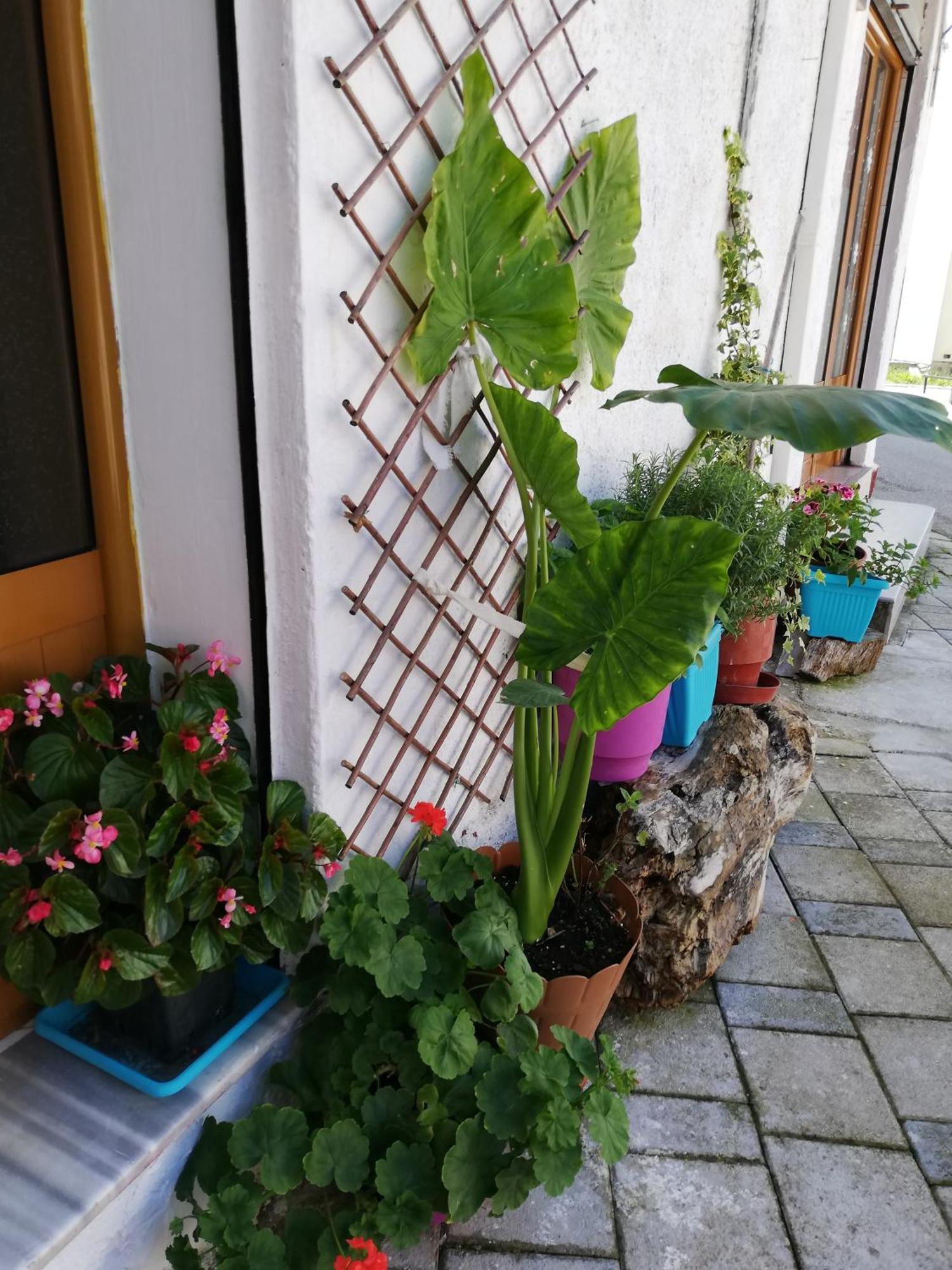 Casa Mia Hostel Vlorë Buitenkant foto